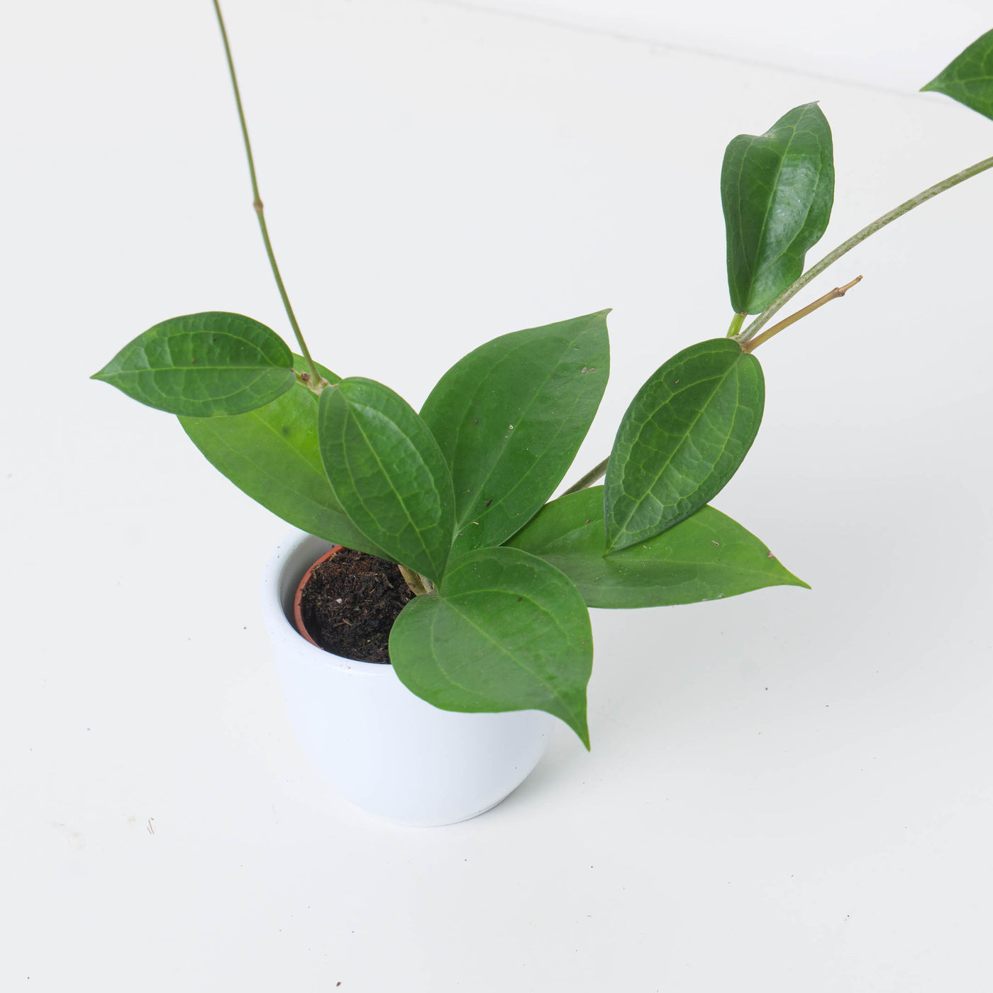 Hoya sp ternate - House of Kojo
