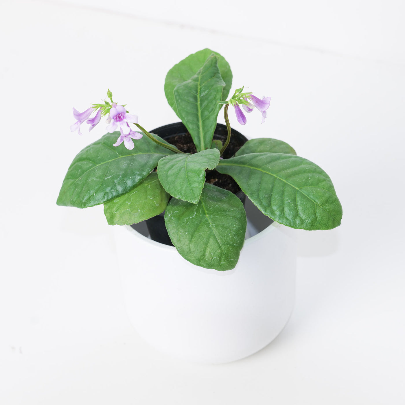 Tetranema roseum | Mexican Foxglove - House of Kojo