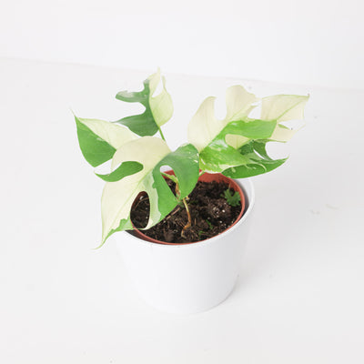 Rhaphidophora tetrasperma 'Variegated' - House of Kojo