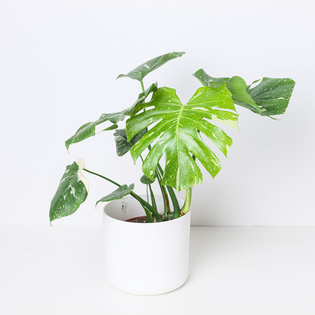 Monstera Deliciosa Thai Constellation