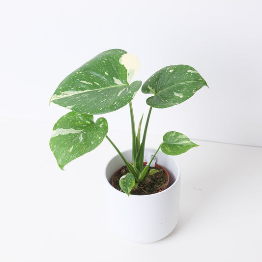Imperfect Monstera Deliciosa Thai Constellation - House of Kojo