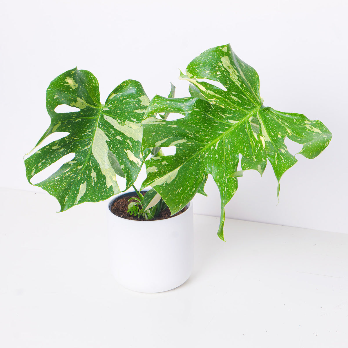 Monstera Deliciosa Thai Constellation - House of Kojo