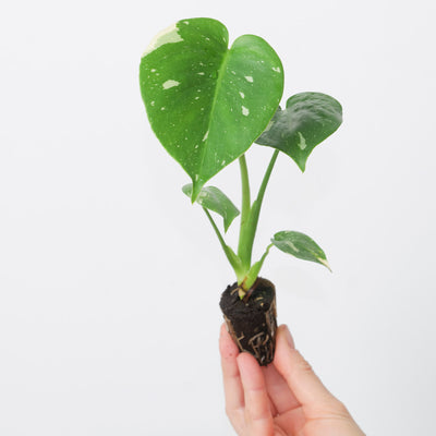 Monstera Deliciosa Thai Constellation - House of Kojo