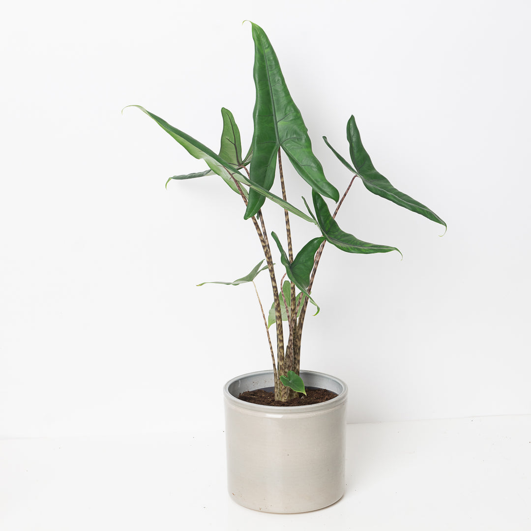 alocasia zebrina vs tigrina Alocasia Acuta Tigrina
