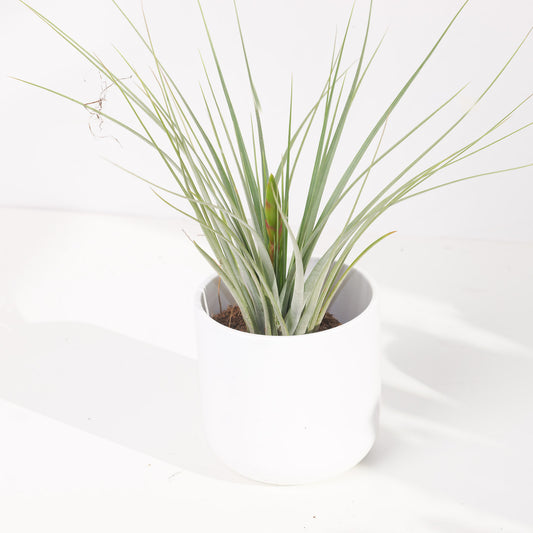 Tillandsia Iopinata - House of Kojo