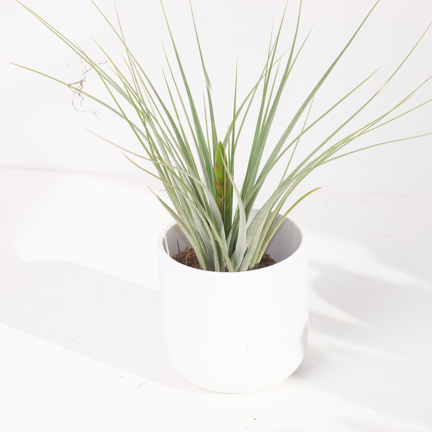 Tillandsia Iopinata - House of Kojo