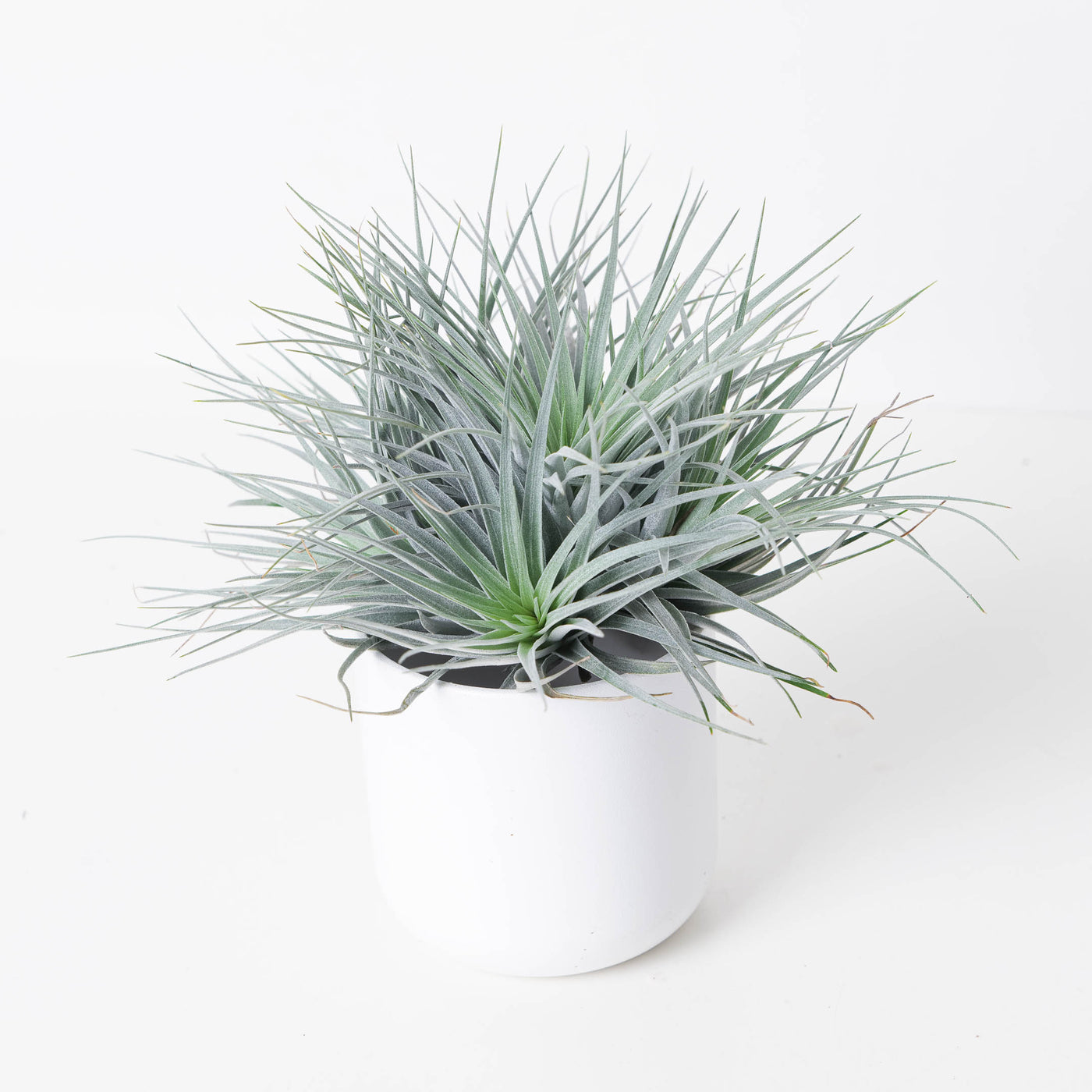 silver air plant Tillandsia Super Silver | Air Plant