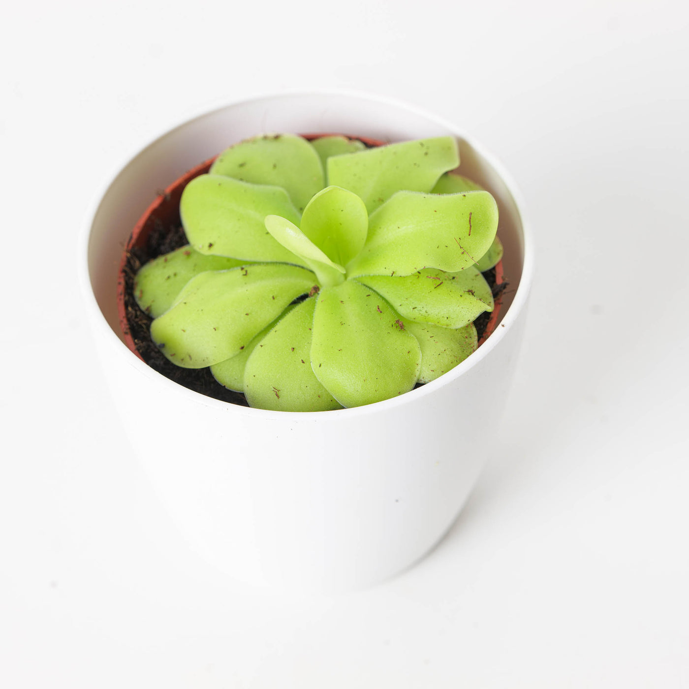 Pinguicula 'Tina' - House of Kojo