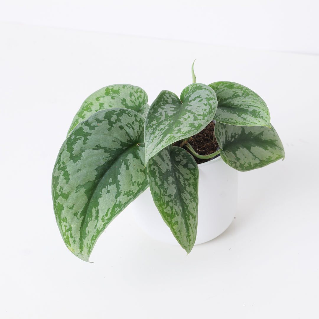 pothos danza ciega Scindapsus Pictus Trebie | Satin Pothos