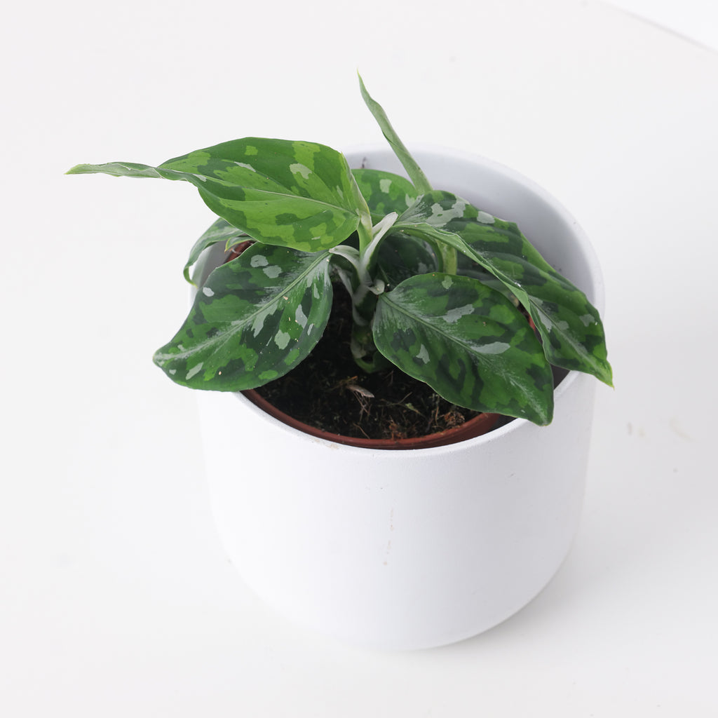 Aglaonema pictum白玉親株（アグラオネマ白玉） 【公式通販】