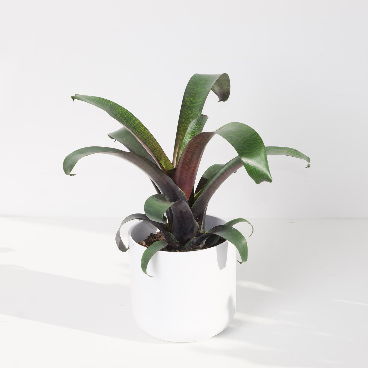 Vriesea Tropical Night - House of Kojo