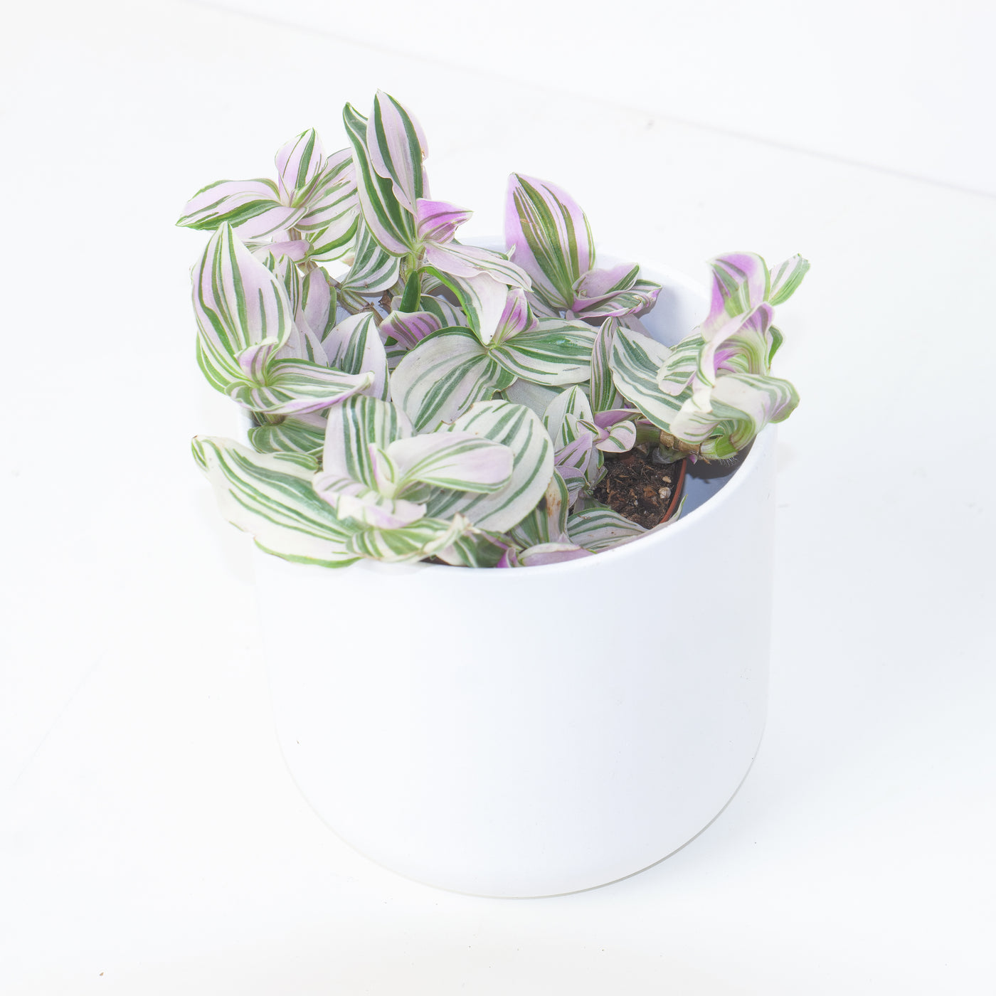 Tradescantia ‘Unicorn’ - House of Kojo