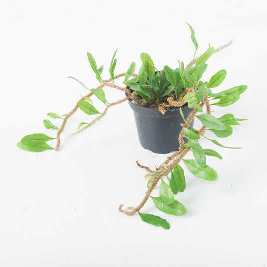 Microgramma vaccinifolia - House of Kojo