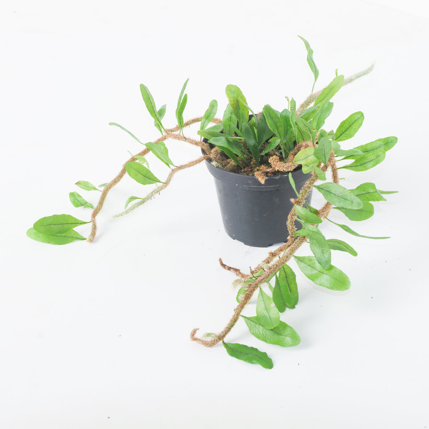 Microgramma vaccinifolia - House of Kojo