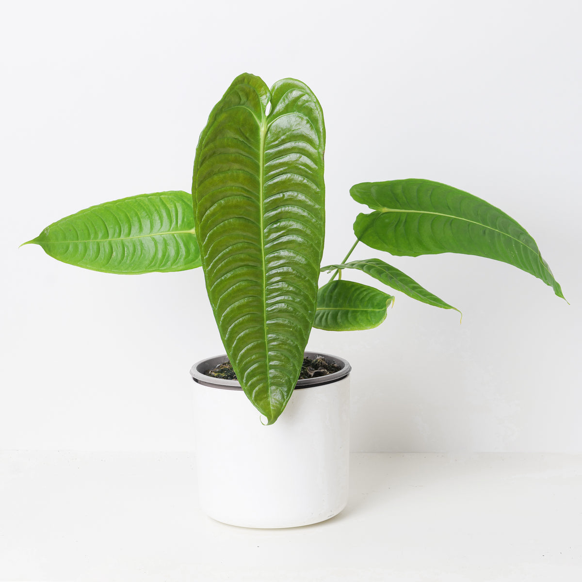 Imperfect Anthurium veitchii | King Anthurium - House of Kojo