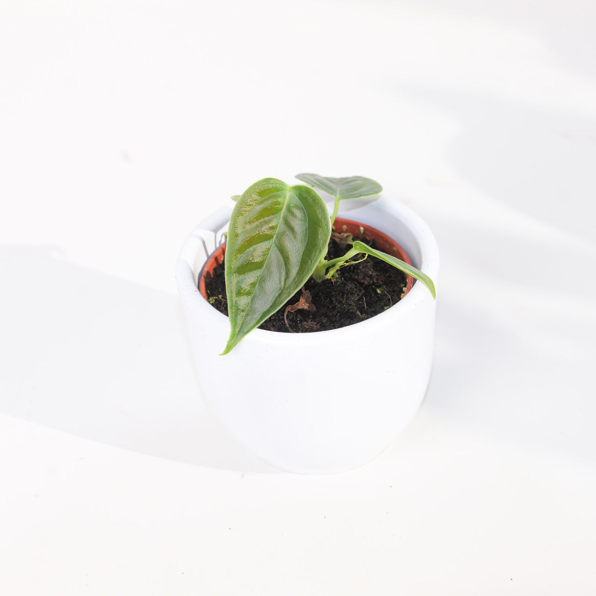 Imperfect Anthurium veitchii | King Anthurium - House of Kojo