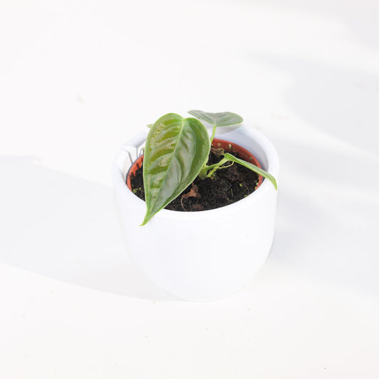 Imperfect Anthurium veitchii | King Anthurium - House of Kojo