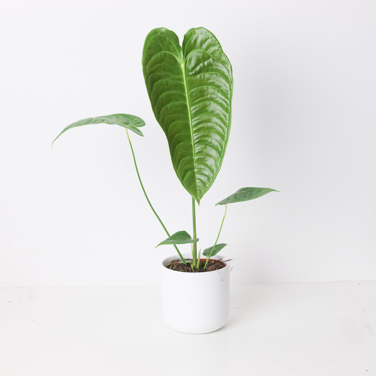 Imperfect Anthurium veitchii | King Anthurium - House of Kojo
