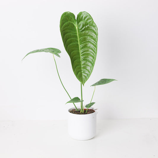 Imperfect Anthurium veitchii | King Anthurium - House of Kojo