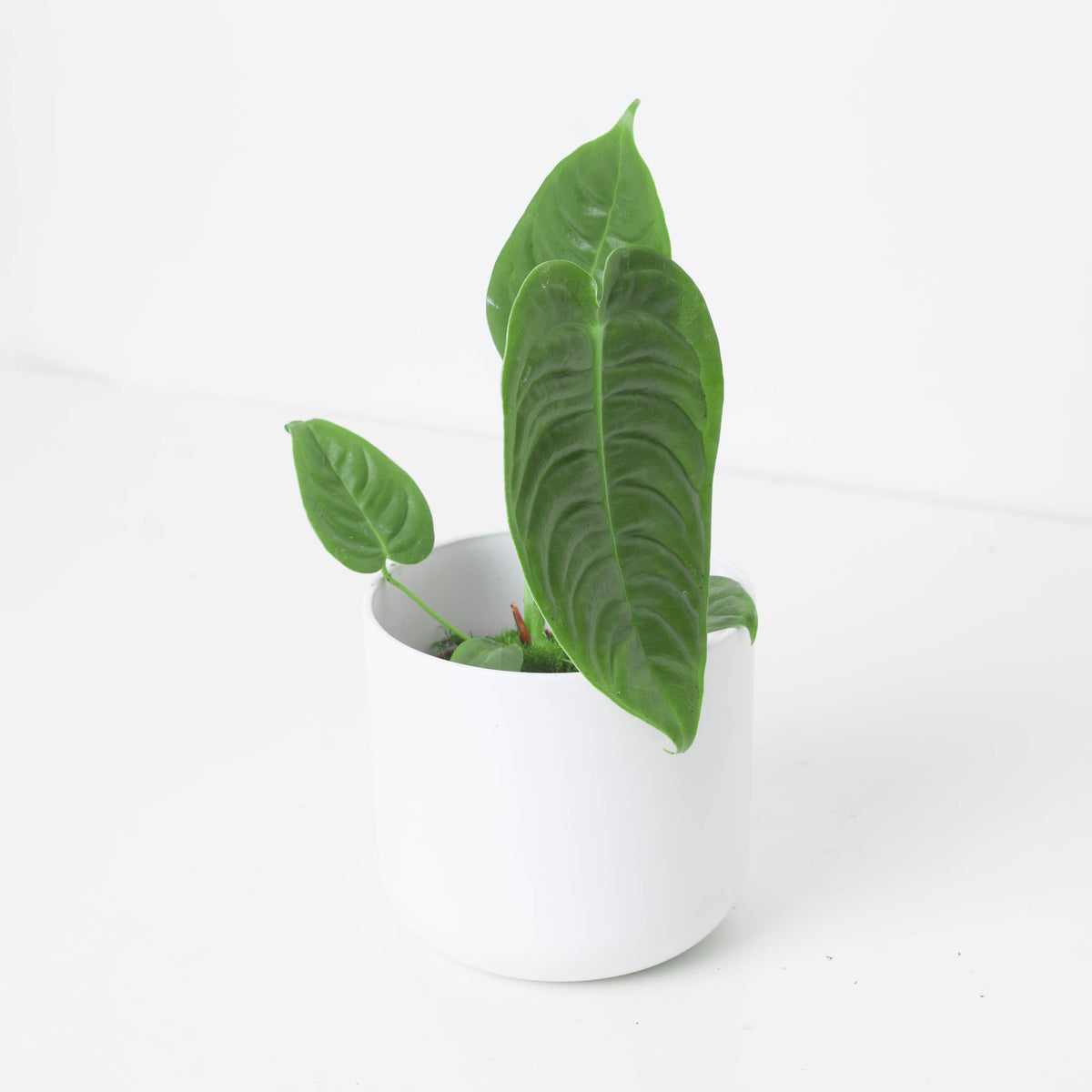 Imperfect Anthurium veitchii | King Anthurium - House of Kojo