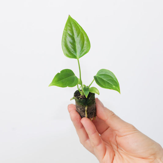 Anthurium Veitchii 'Narrow Form' - House of Kojo