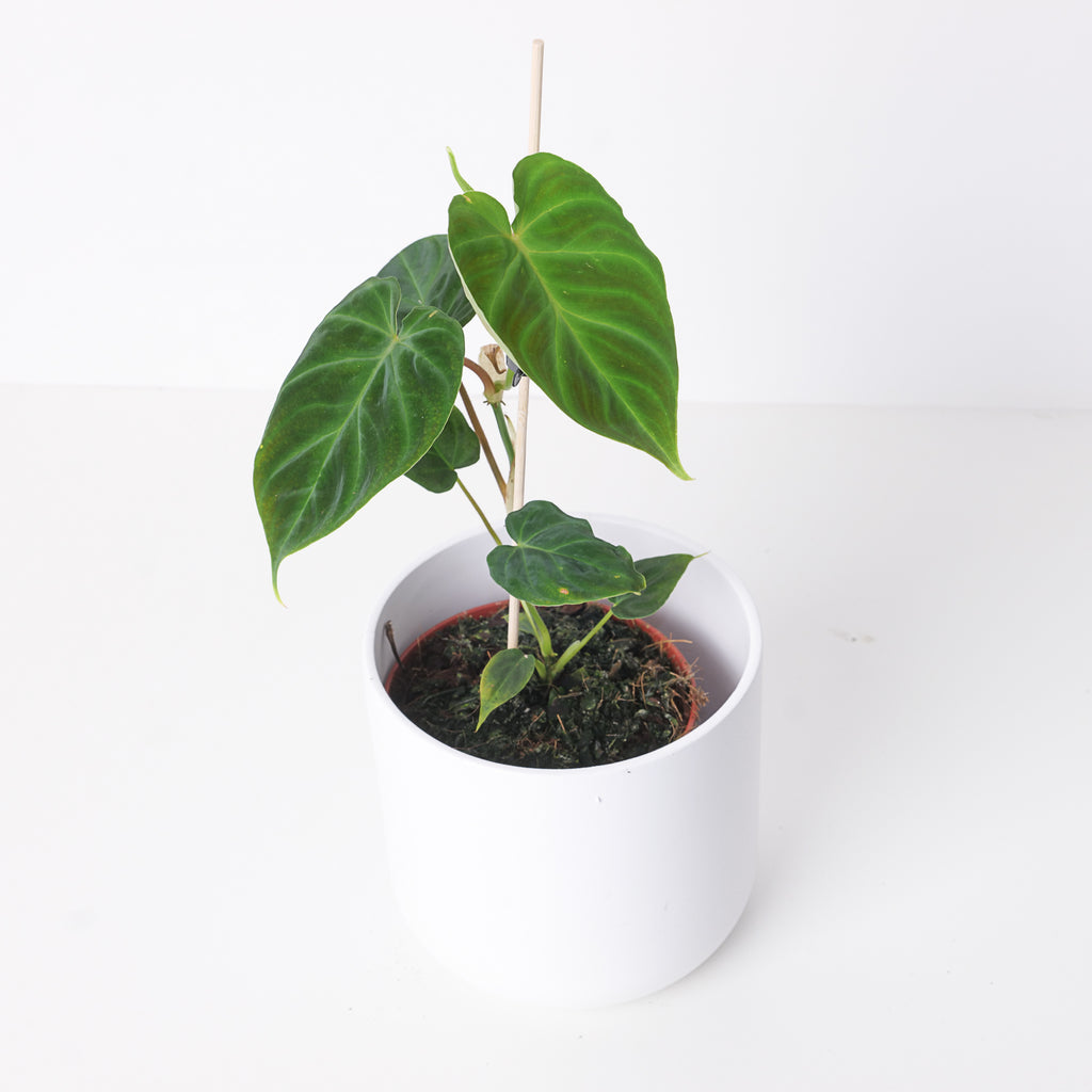 philodendron verru Philodendron Verrucosum Dutch Form