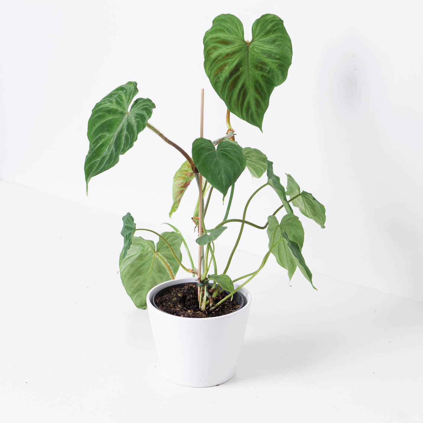 philodendron verru Philodendron Verrucosum