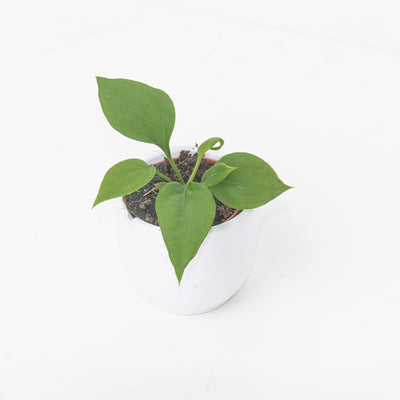 Anthurium vittariifolium - House of Kojo