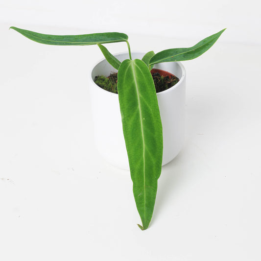 Imperfect Anthurium warocqueanum | Queen Anthurium - House of Kojo