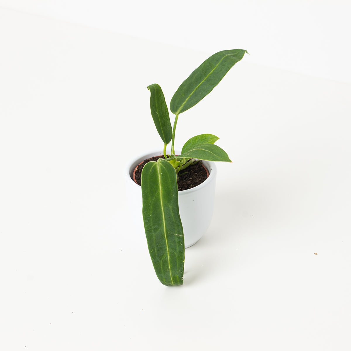 Imperfect Anthurium warocqueanum | Queen Anthurium - House of Kojo