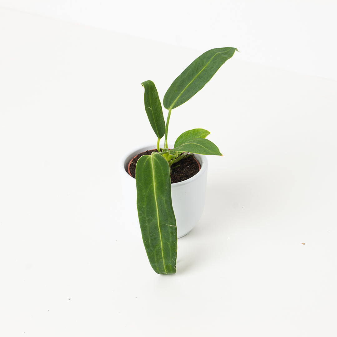 NK】転売不可 Anthurium warocqueanum Dark Narrow 【フィロデンドロン