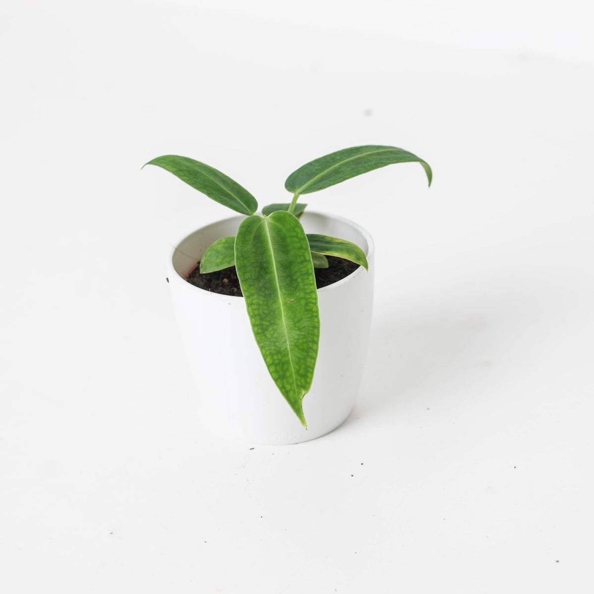 Imperfect Anthurium warocqueanum | Queen Anthurium - House of Kojo