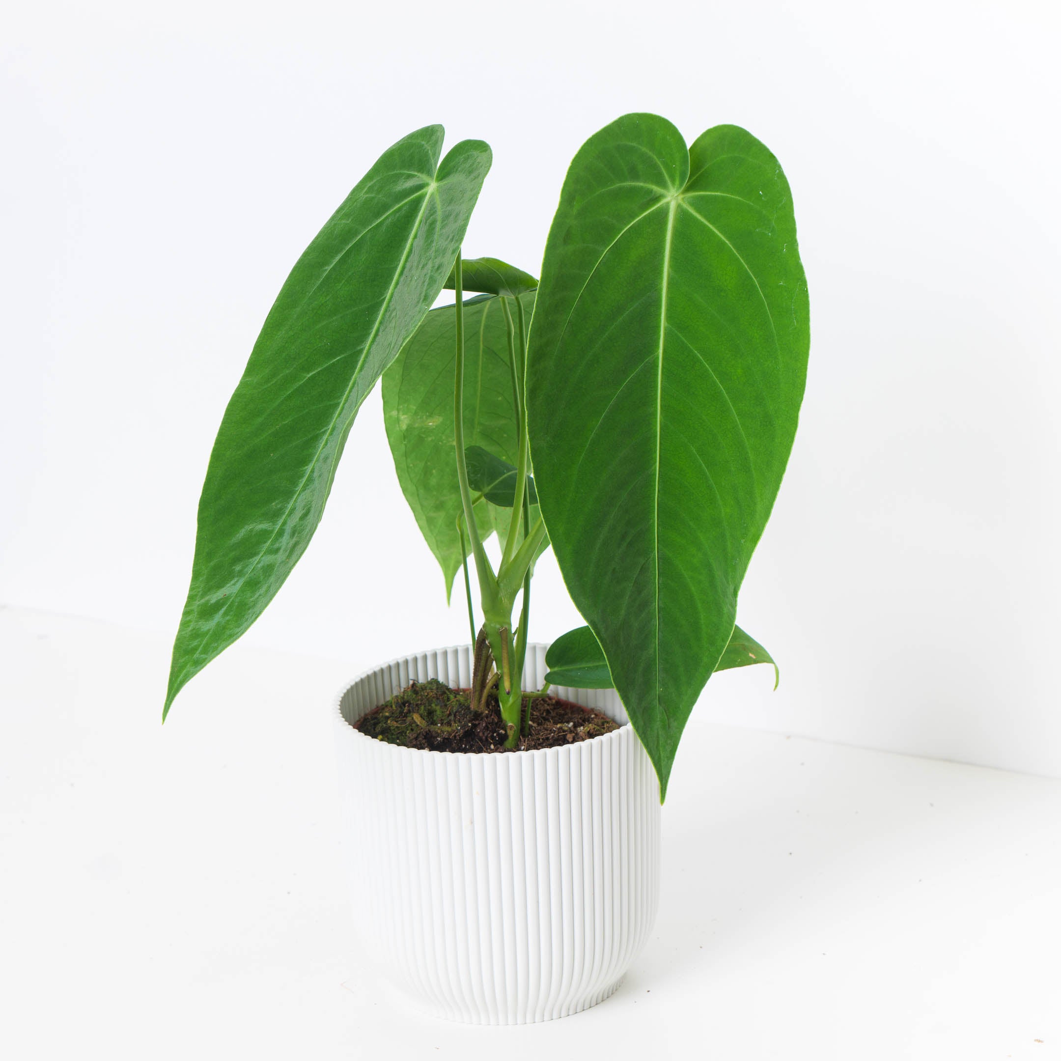 Anthurium Warocqueanum x Waterburyanum – House of Kōjō