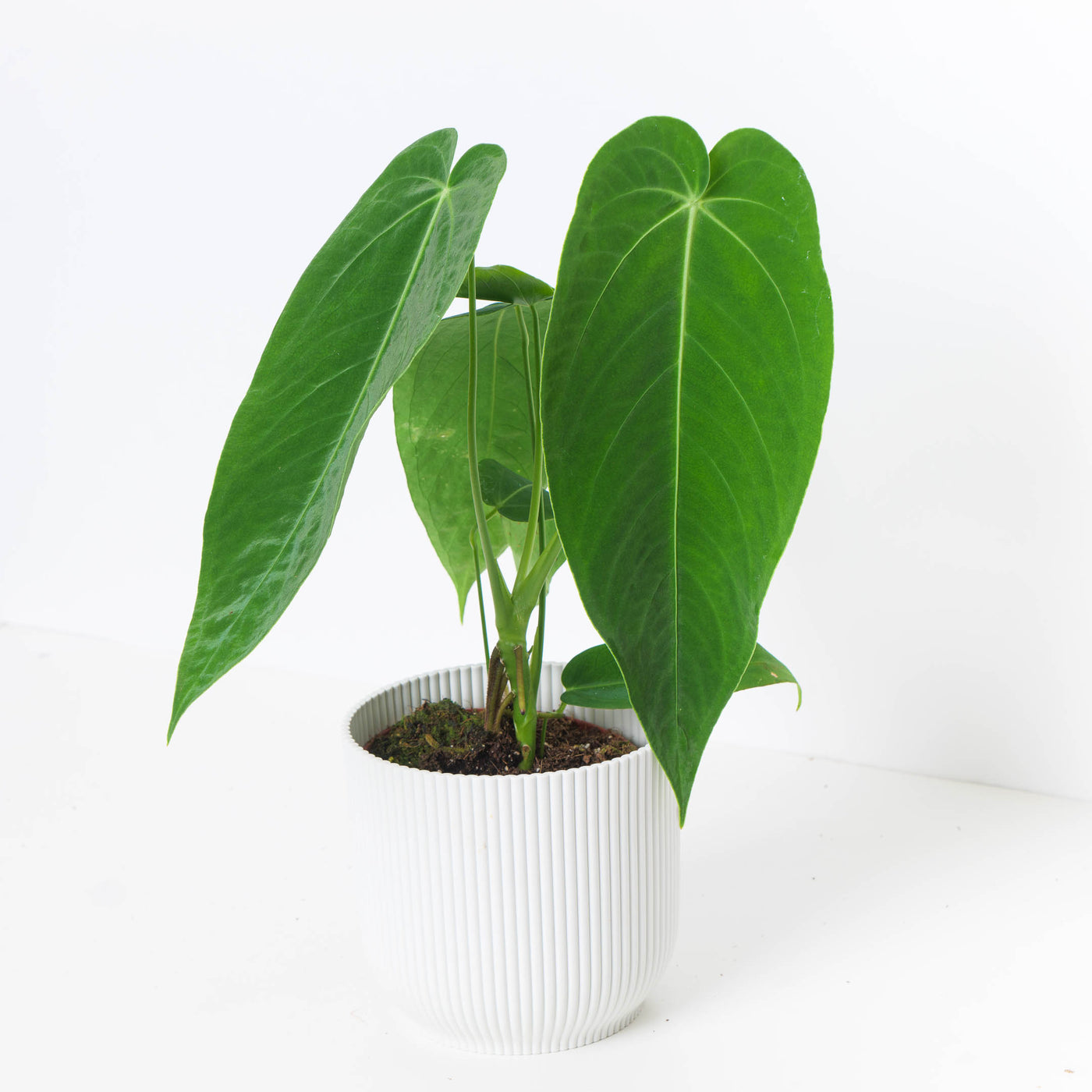 warocqueanum x anthurium waterburyanum Anthurium Warocqueanum x Waterburyanum