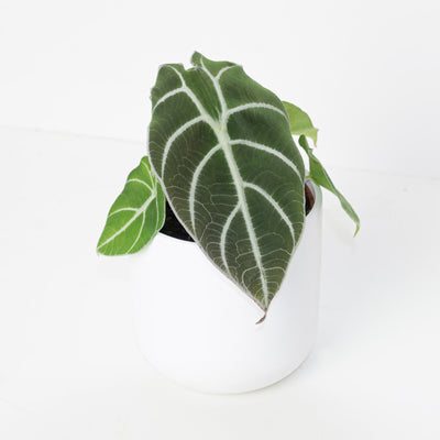 Alocasia Watsoniana 'Velvety' - House of Kojo