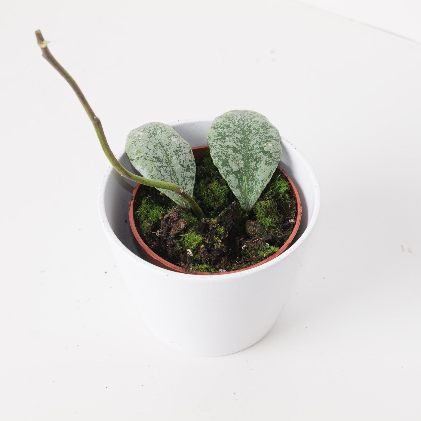 Hoya waymaniae 'Kapuas' - House of Kojo