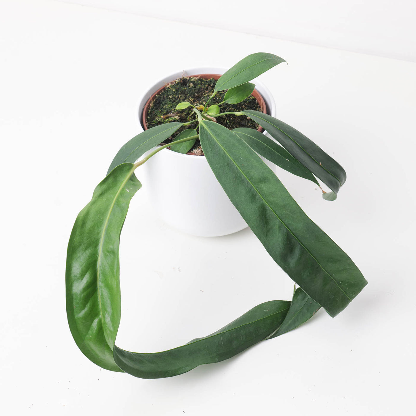 anthurium wendlengeri Anthurium wendlingeri