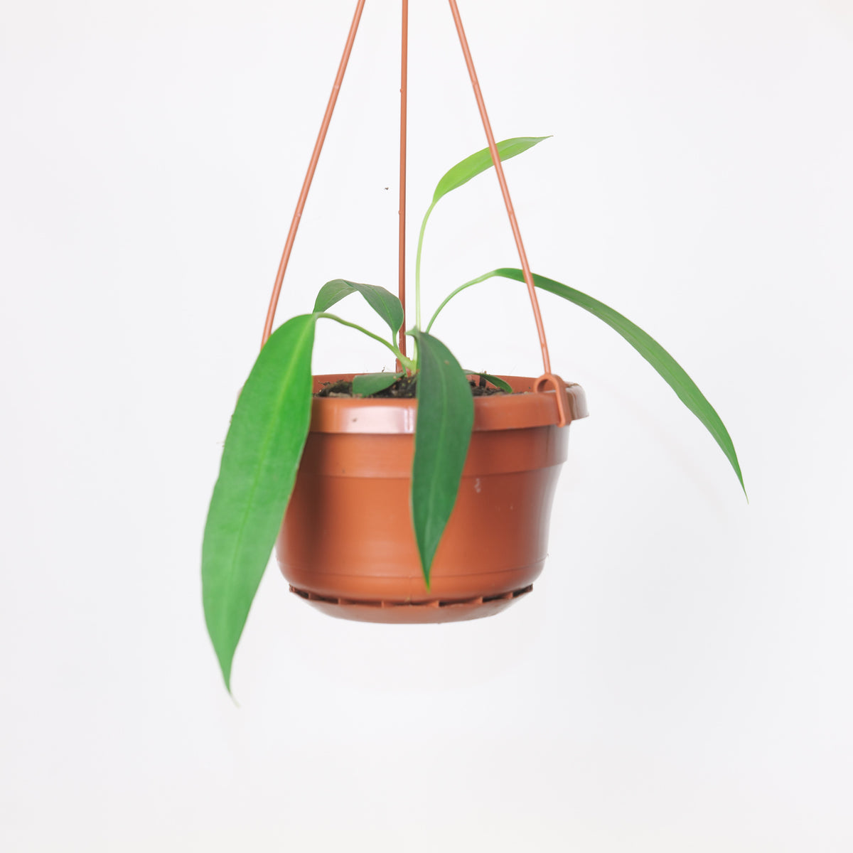 Anthurium wendlingeri - House of Kojo
