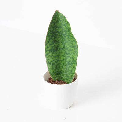 Sansevieria Masoniana Whale Fin - House of Kojo