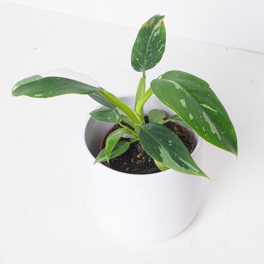 Philodendron White Princess - House of Kojo