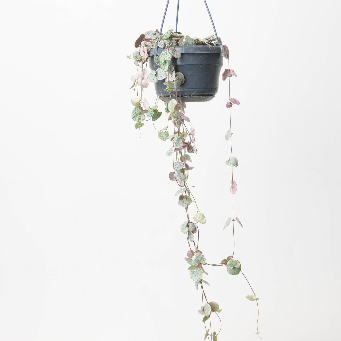String of Hearts Variegated | Ceropegia Woodii - House of Kojo
