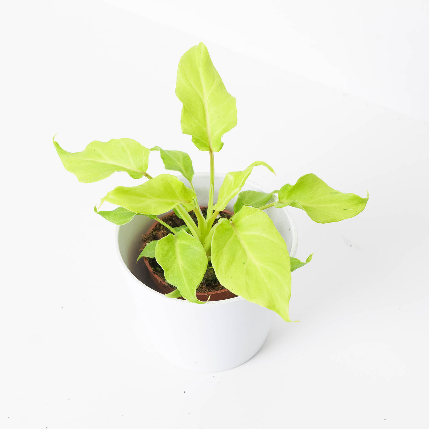 philodendron xanadu lemon Philodendron 'Xanadu Lime'