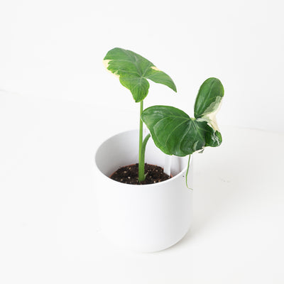 Xanthosoma Mickey Mouse | Alocasia Mickey Mouse - House of Kojo