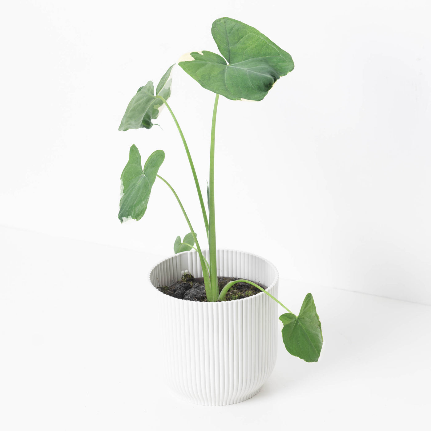 Xanthosoma Mickey Mouse | Alocasia Mickey Mouse - House of Kojo