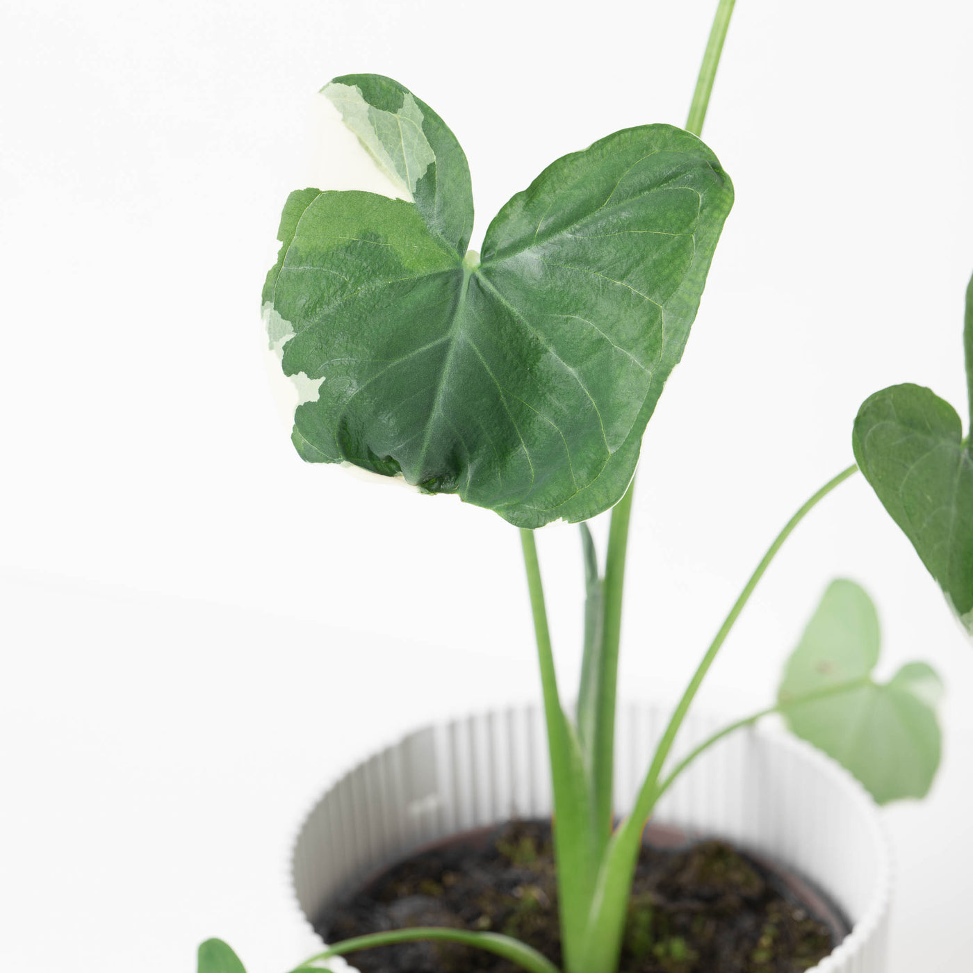 Xanthosoma Mickey Mouse | Alocasia Mickey Mouse - House of Kojo