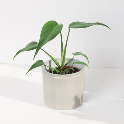 Monstera Burle Marx Flame - House of Kojo
