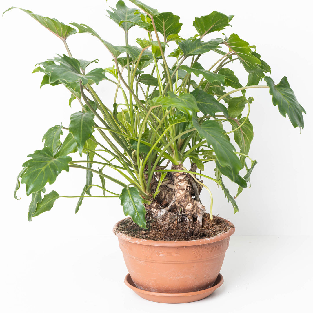 Philodendron Xanadu Bonsai | Indoor Plants and Accessories  House of Kojo