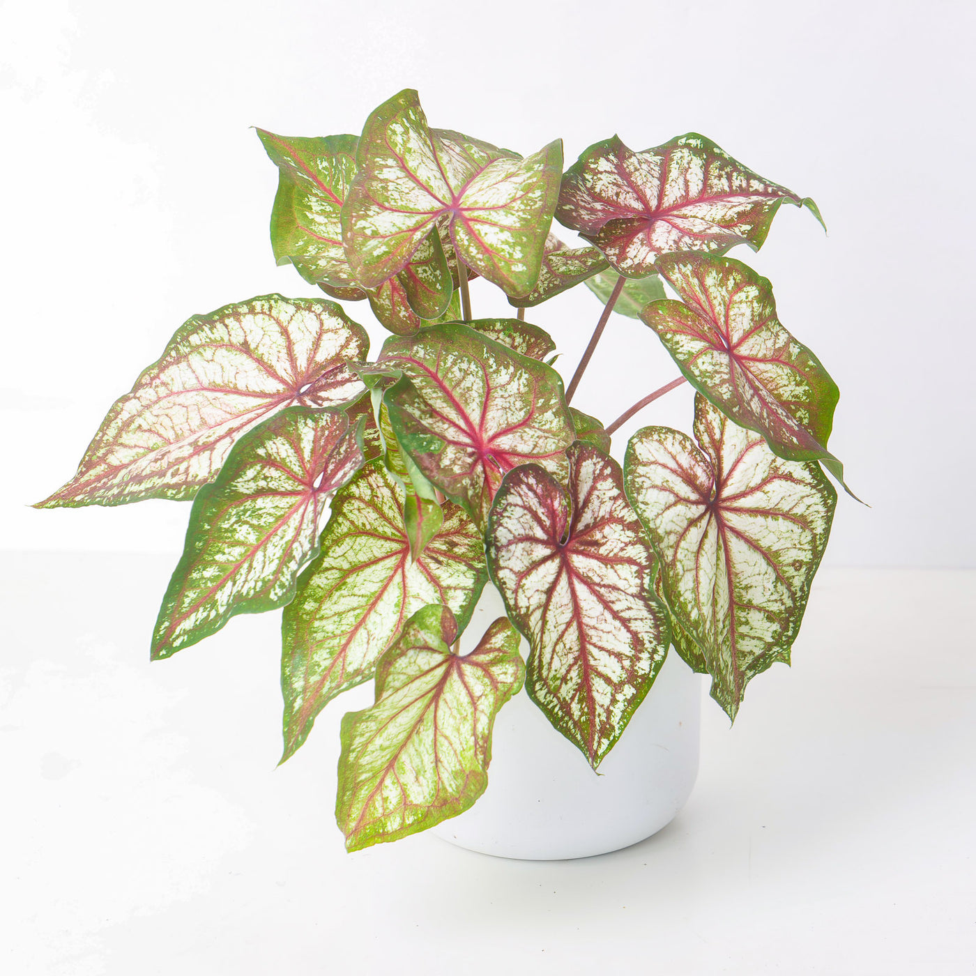 Caladium Xplosion - House of Kojo