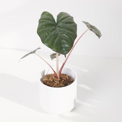 Alocasia Yucatan Princess - House of Kojo