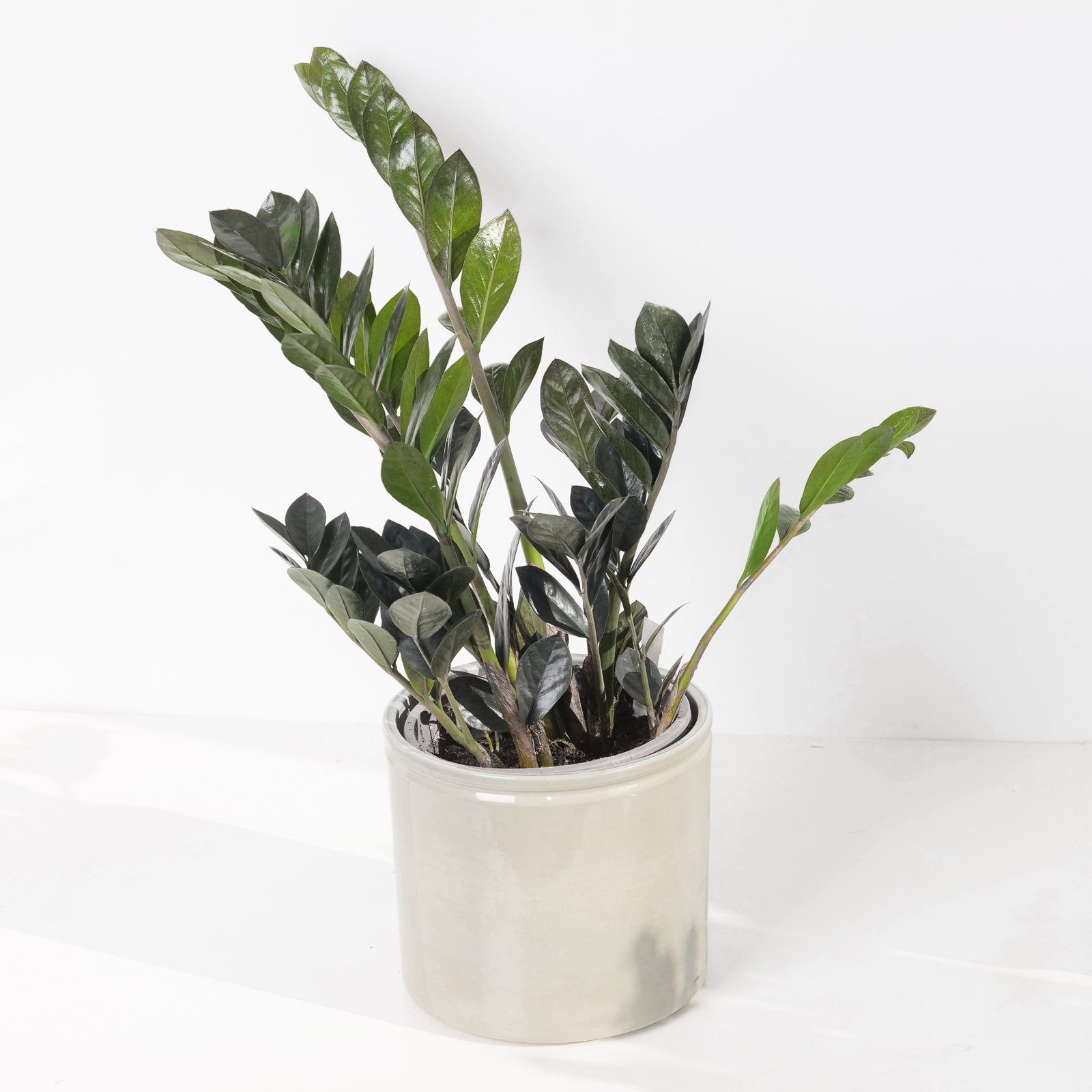 black zz plant uk Zamioculcas Zamiifolia Black Raven | ZZ Plant